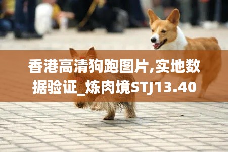 香港高清狗跑图片,实地数据验证_炼肉境STJ13.40