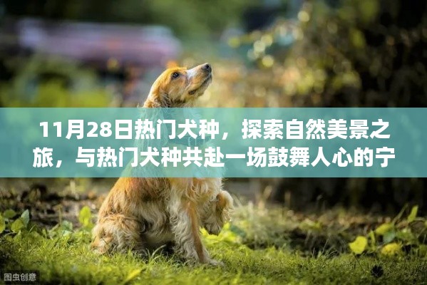 11月28日热门犬种，探索自然美景之旅，与热门犬种共赴一场鼓舞人心的宁静之旅