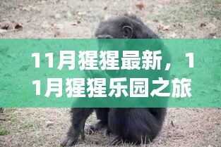 11月猩猩乐园之旅，与自然美景的亲密接触，探索内心平和宁静的旅程