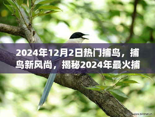 揭秘2024年最火捕鸟攻略，捕鸟新风尚席卷而来，你准备好了吗？