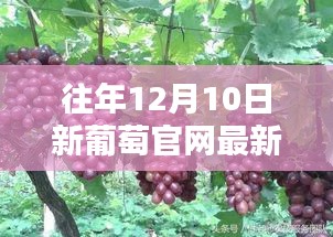 2024年12月12日 第7页