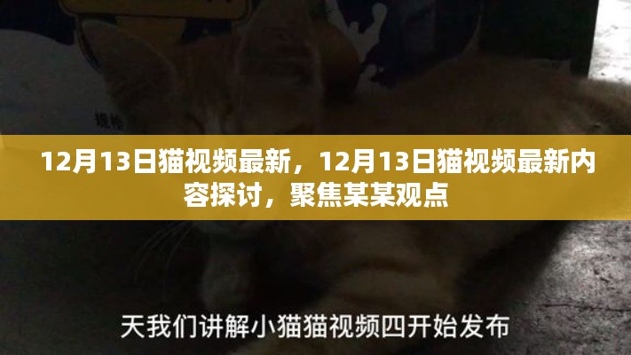 聚焦某某观点，最新猫视频内容探讨与深度解析（12月13日更新）