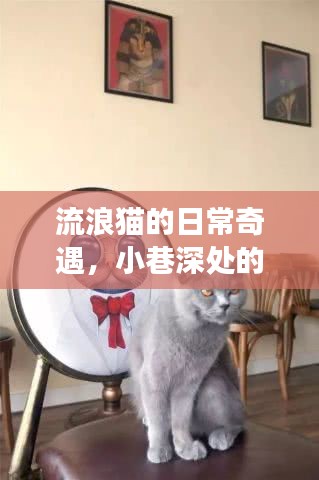 流浪猫的小巷奇遇，温暖小店背后的秘密故事