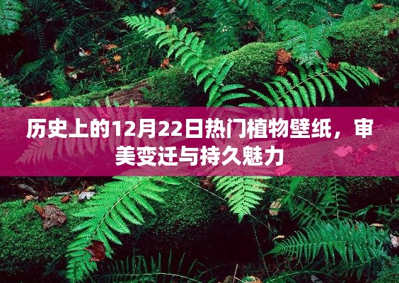 历史植物壁纸审美变迁与持久魅力，聚焦十二月廿二日热门壁纸