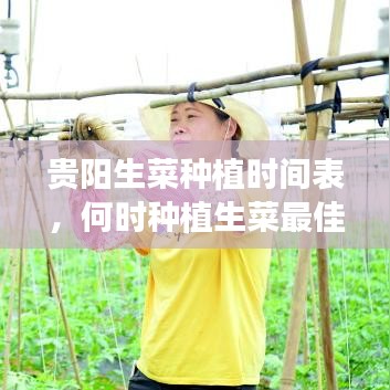 贵阳生菜种植时间表，何时种植生菜最佳及种植应用指南