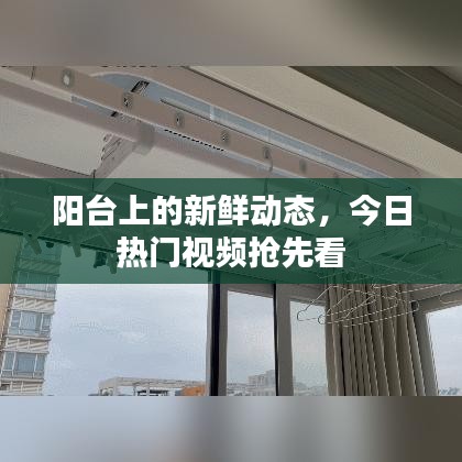 阳台上的新鲜动态，今日热门视频抢先看