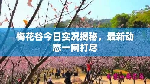 梅花谷今日实况揭秘，最新动态一网打尽