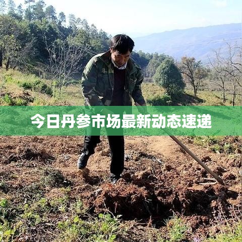 今日丹参市场最新动态速递
