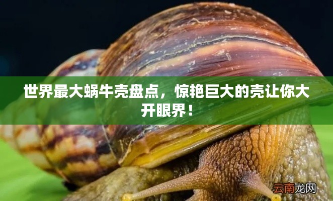 世界最大蜗牛壳盘点，惊艳巨大的壳让你大开眼界！