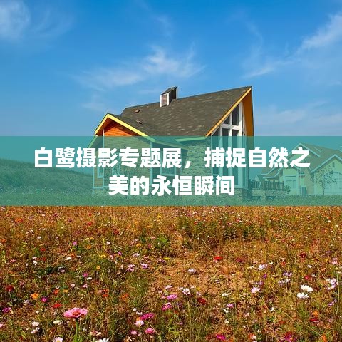 白鹭摄影专题展，捕捉自然之美的永恒瞬间