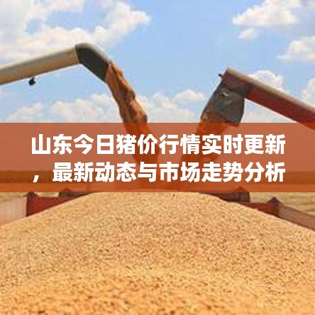 山东今日猪价行情实时更新，最新动态与市场走势分析