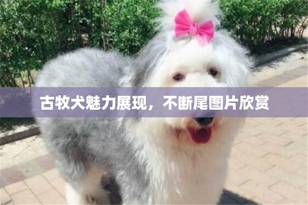 古牧犬魅力展现，不断尾图片欣赏